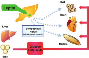 Leptin Direnci ve Beslenme - Op. Dr. Güven Görkem